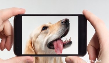 Os cães podem ver fotos?