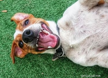 Est-ce que les chiens rient ?