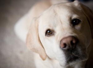 犬と猫は飼い主がいつ死んでいるか知っていますか？ 