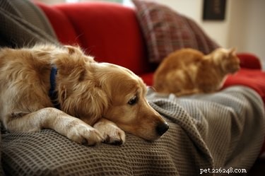 Vet hundar och katter när deras ägare dör?