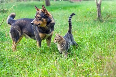 Jsou kočky rychlejší než psi?