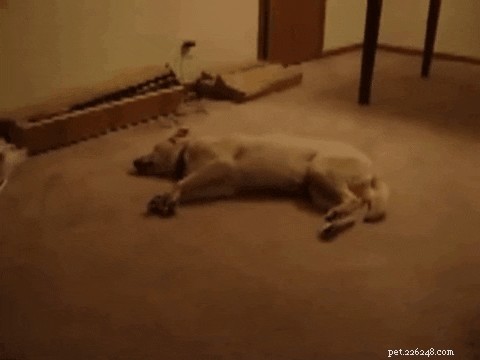 Kunnen honden slaapwandelen?