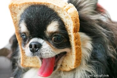 I cani possono mangiare il pane?