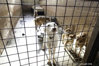Veganistische honden kunnen de nieuwe norm worden in L.A. Animal Shelters