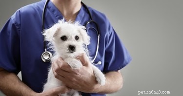 Lidské kardiostimulátory lze použít pro psí srdce