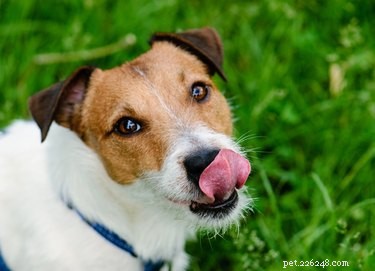 I cani possono mangiare cavoli?