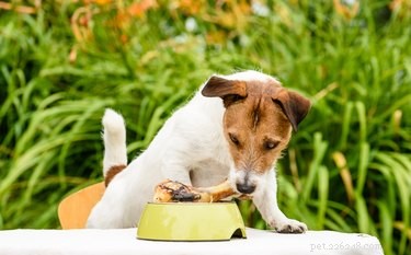 Kunnen honden ribbotten eten?