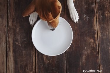 Kunnen honden courgette eten?