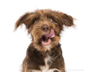 Kan hundar äta färskost?