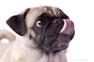 Kan hundar äta färskost?