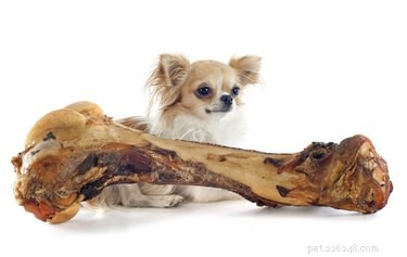 Os cães podem comer ossos de peru?