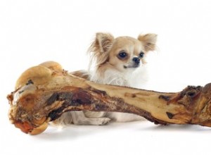 Mohou psi jíst krůtí kosti?