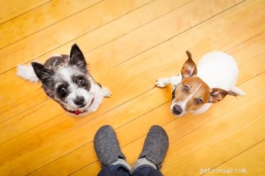 Могут ли собаки есть картофель?