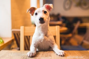 Kunnen honden veenbessen eten?
