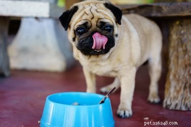 Mohou psi jíst quinou?