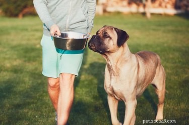 개가 퀴노아를 먹을 수 있습니까?