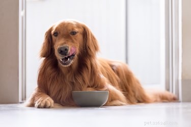 Kunnen honden ham eten?