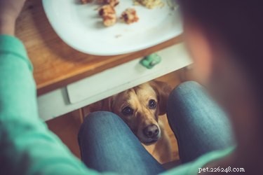犬はハムを食べることができますか？ 