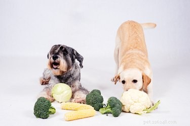 개가 콜리플라워를 먹을 수 있습니까?
