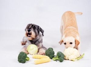 I cani possono mangiare il cavolfiore?