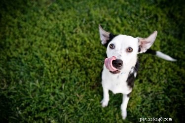 Kunnen honden bloemkool eten?