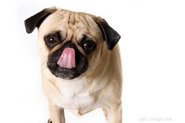 Můžou psi jíst česnek?