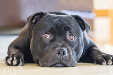 Могут ли собаки есть чеснок?