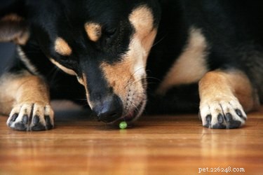 Os cães podem comer ervilhas?