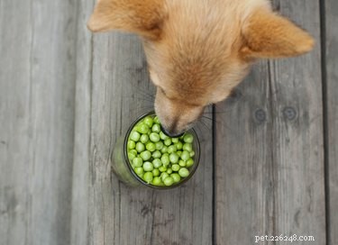 I cani possono mangiare i piselli?