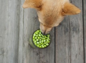 I cani possono mangiare i piselli?