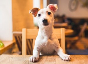 I cani possono mangiare gli asparagi?