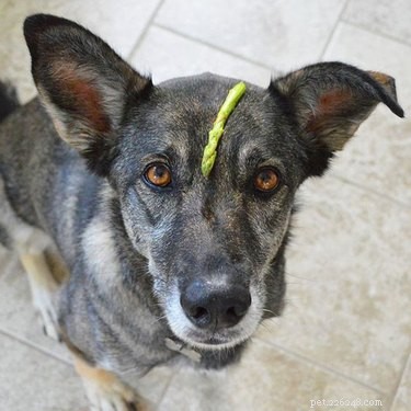 I cani possono mangiare gli asparagi?