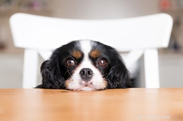 I cani possono mangiare il tacchino?