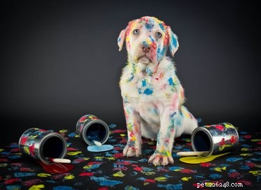Honden kunnen meer kleuren zien dan we dachten