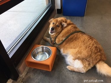 Je raadt nooit hoe deze zwaarlijvige pup er nu uitziet nadat hij naar de hondengym is gegaan 