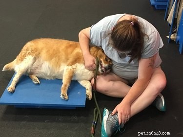 Nikdy neuhodnete, jak teď vypadá toto obézní štěně poté, co se trefilo do psí tělocvičny
