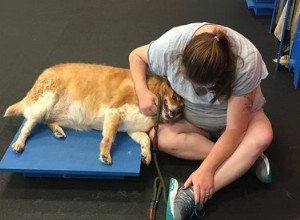 Non indovinerai mai che aspetto ha questo cucciolo obeso dopo essere andato in palestra per cani