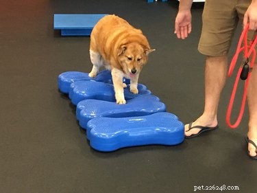 Nikdy neuhodnete, jak teď vypadá toto obézní štěně poté, co se trefilo do psí tělocvičny