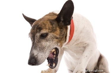 7 вещей, которые нужно знать о собачьем кашле и антибиотиках