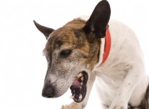 犬小屋の咳と抗生物質について知っておくべき7つのこと 