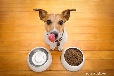 Mastica questo, non quello:una guida al cibo per cani più sano