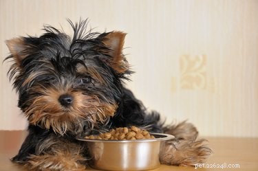 Mastica questo, non quello:una guida al cibo per cani più sano