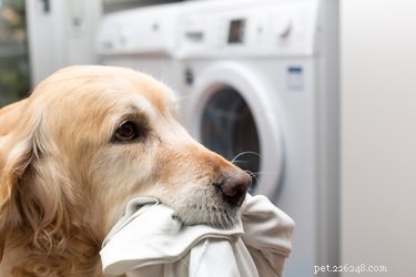 Underkläder, preventivmedel och rektalkräm:Vad din hund äter kan chocka dig