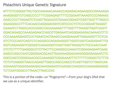 Är hund-DNA-tester användbara eller bara roliga?