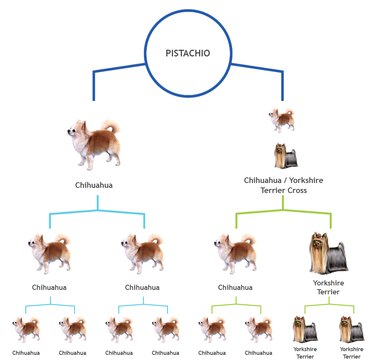 Les tests ADN pour chiens sont-ils utiles ou simplement amusants ?