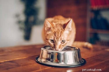 Unavuje kočky a psi jíst to samé?