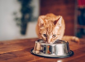 猫と犬は同じものを食べるのに飽きますか？ 