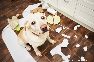 O que fazer quando seu cachorro come um absorvente interno