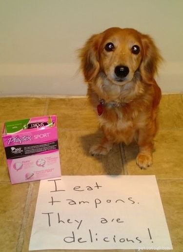 Vad man ska göra när din hund äter en tampong