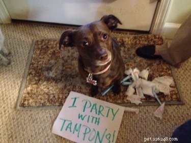 Что делать, если собака съела тампон